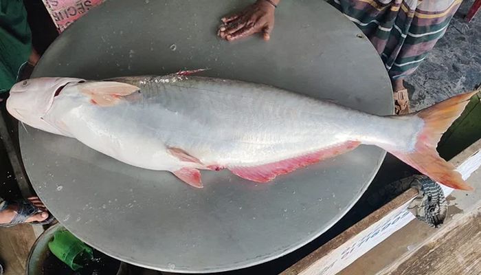 পদ্মার এক পাঙ্গাস ২০ হাজার টাকা