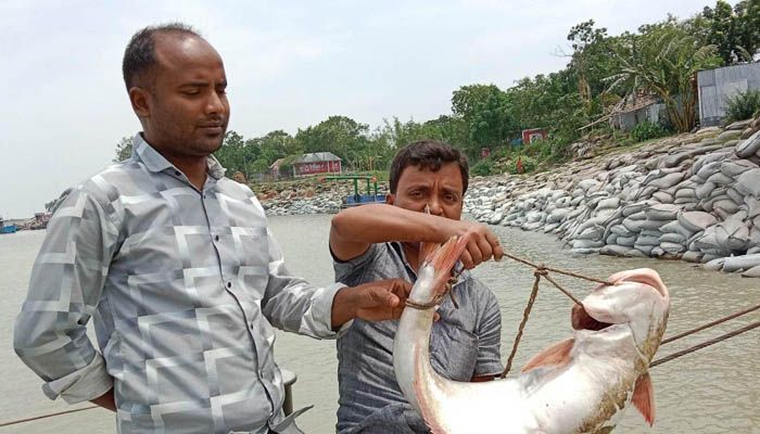 এক পাঙ্গাসের দাম ১২ হাজার টাকা