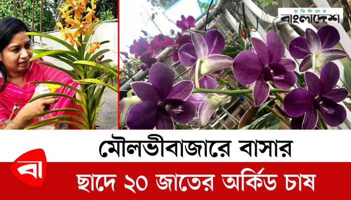 মৌলভীবাজারে বাসার ছাদে ২০ জাতের অর্কিড চাষ