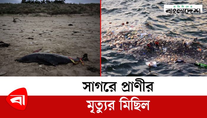 সাগরে প্রাণীর মৃত্যুর মিছিল