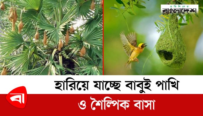 হারিয়ে যাচ্ছে বাবুই পাখি ও শৈল্পিক বাসা