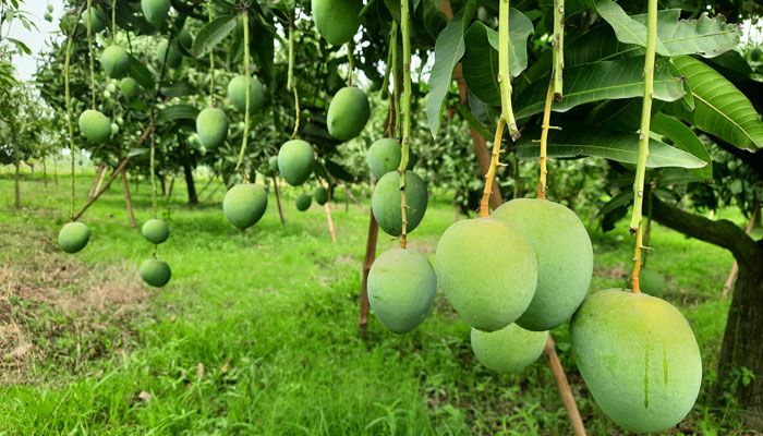 আম রপ্তানিতে নতুন আশা 