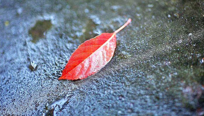 ফেরার কোনো রঙ নেই