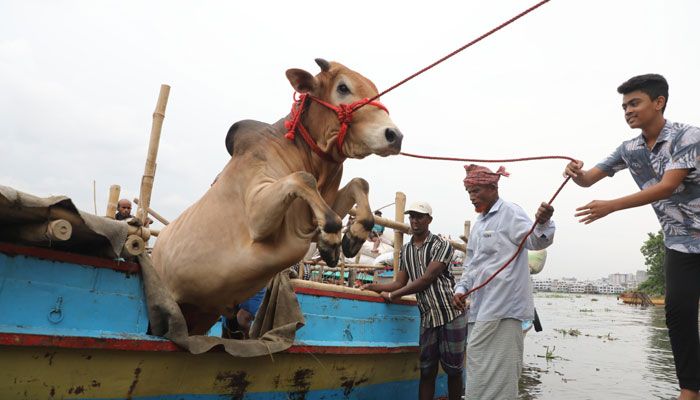 ‘চাপে’র বাজারে চাহিদা বেশি ছোট গরুর