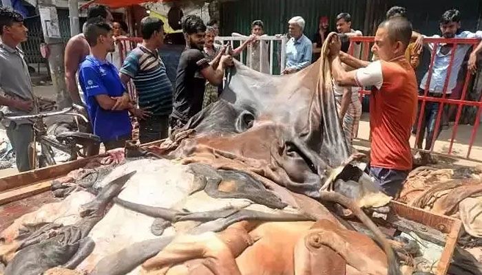 কোরবানির গরুর চামড়ার দাম বাড়ল ৩ টাকা