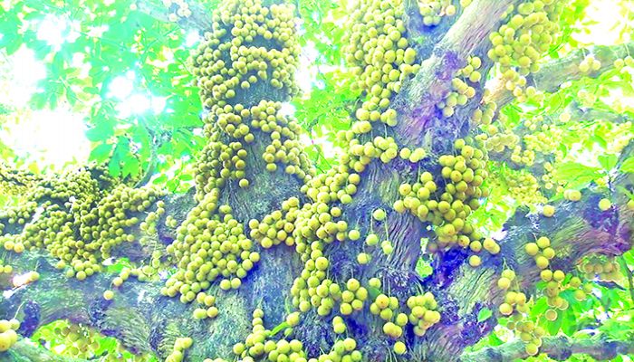 এখন সময় লটকনের