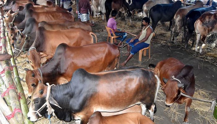 সারা দেশে এক কোটি ৪১ হাজার পশু কোরবানি