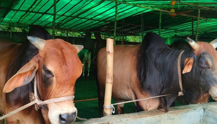 এক লাখ গরু আমদানির সুপারিশ ক্যাবের