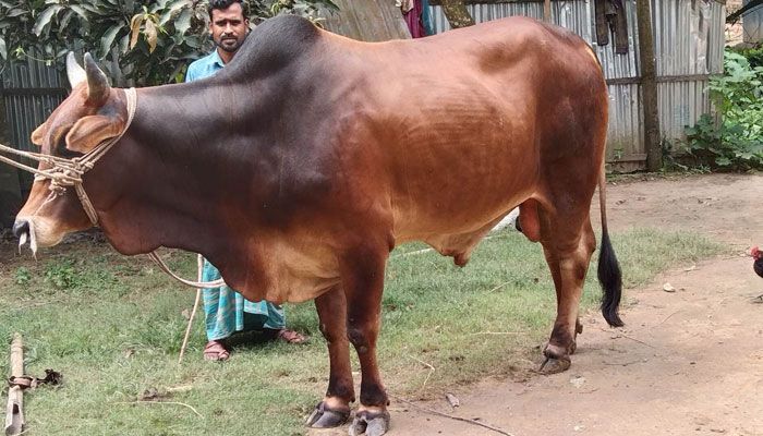 কোরবানির গরু কিনলে খাসি ফ্রি!