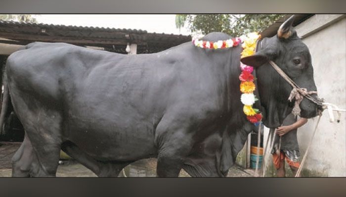 ১৫ লাখ টাকায় বিক্রি হবে ‘কালো মানিক’