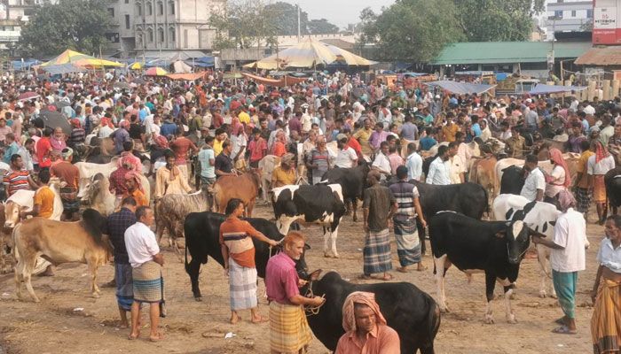 বগুড়ায় জমতে শুরু করেছে কোরবানির পশুর হাট 