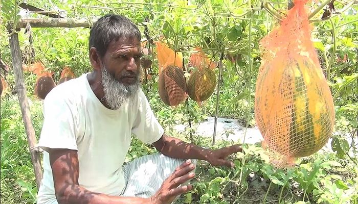 গ্রীষ্মকালীন তরমুজ চাষে সাফল্য