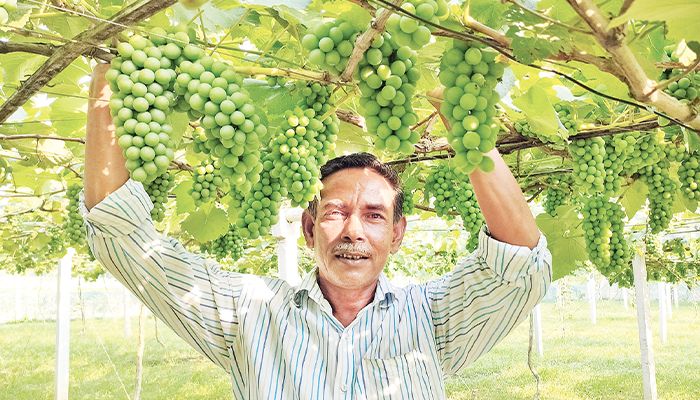 আঙুরের স্বপ্নে বিভোর
