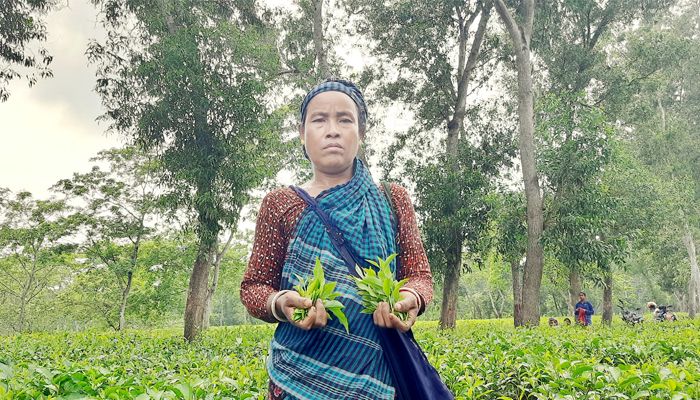 চা-বাগানে জন্ম চা-বাগানেই দেশসেরা 