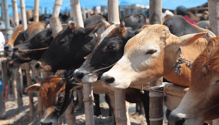 আফতাবনগরে পশুর হাট বসাতে বাধা নেই