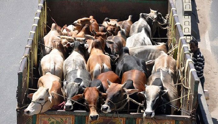রাজধানীর সড়কে গরুর হাট না বসানোর নির্দেশনা চেয়ে রিট। ছবি : সংগৃহীত 