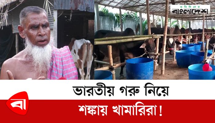 ভারতীয় গরু নিয়ে শঙ্কায় খামারিরা!