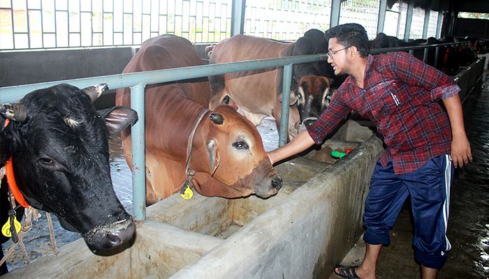কোরবানির জন্য সাড়ে ১৯ হাজার পশু প্রস্তুত করছেন খামারিরা