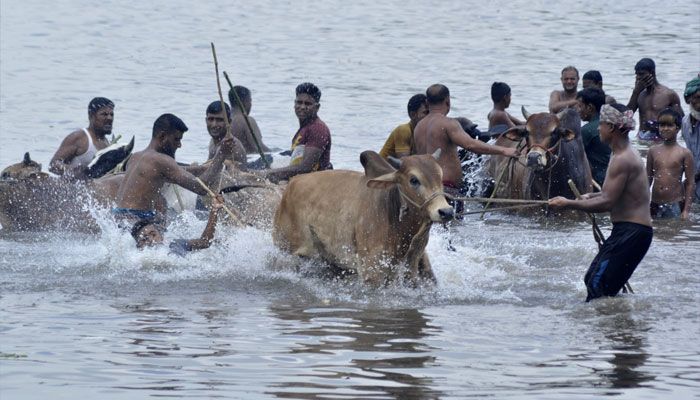পশুর হাটে এখন ক্রেতার চেয়ে বেশি দর্শনার্থী