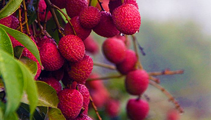 লিচু রপ্তানি হচ্ছে ফ্রান্স ও হল্যান্ডে 