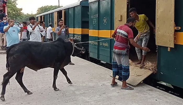 ম্যাংগো ট্রেনেই গরু পরিবহন শুরু