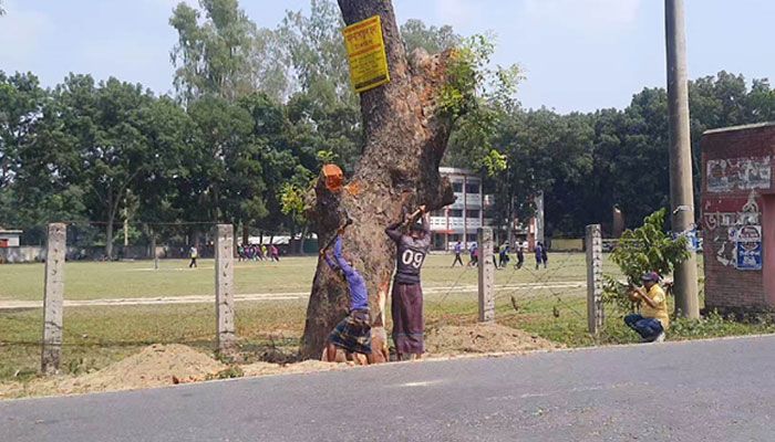 ২৩৭৯ গাছ কেটে সড়ক ‘উন্নয়ন’