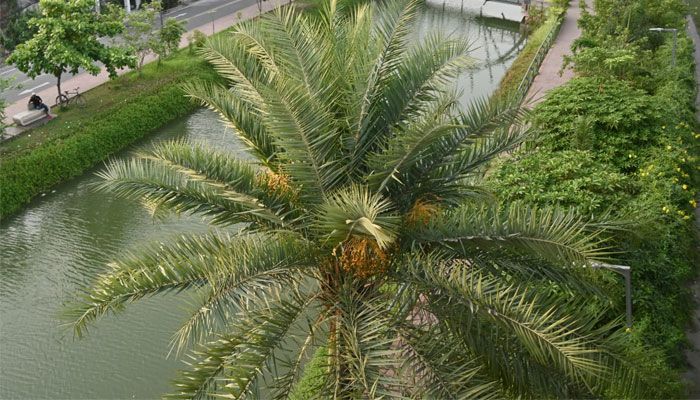 দেশি খেজুর 