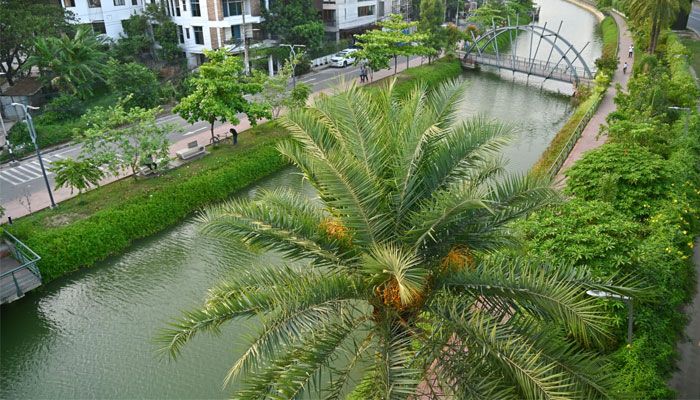 দেশি খেজুর 