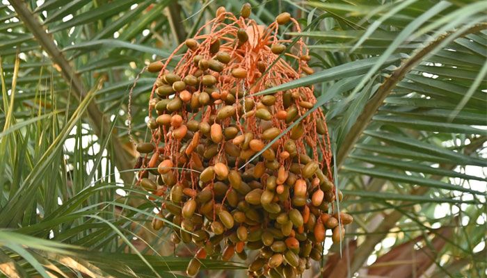 দেশি খেজুর 