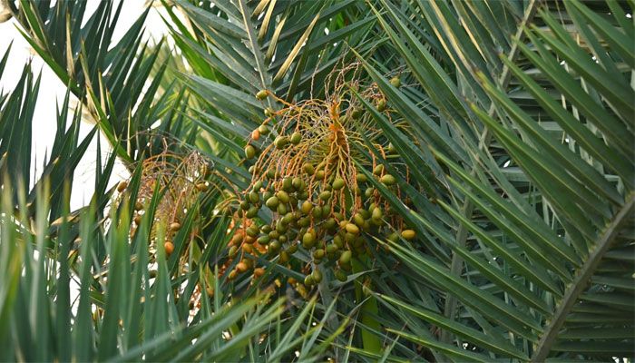 দেশি খেজুর 