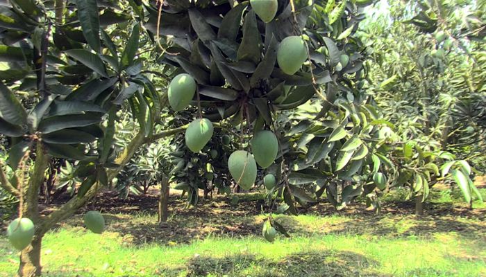 শনিবার বাজারে মিলবে হাঁড়িভাঙ্গা, ২০০ কোটি টাকা বাণিজ্যের আশা