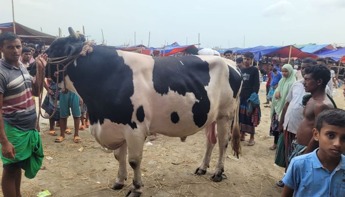 সিদ্ধিরগঞ্জের ‘হিরো আলম’, দাম ১৬ লাখ