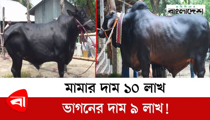 এবার কোরবানির হাট মাতাবে মামা-ভাগনে