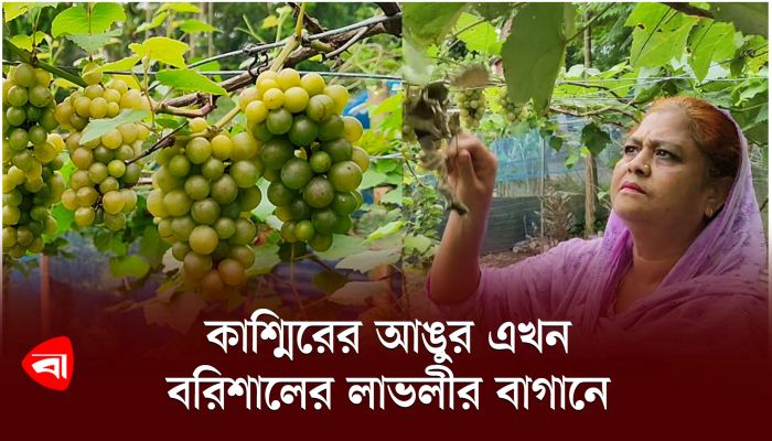 কাশ্মিরের আঙুর এখন বরিশালের লাভলীর বাগানে