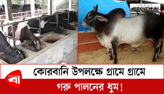কোরবানির ঈদ উপলক্ষে দেশি পদ্ধতিতে গরু পালন করছেন টাঙ্গাইলের খামারিরা