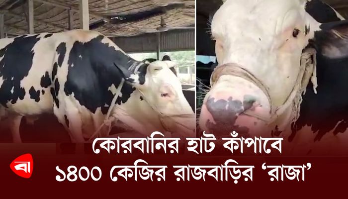 কোরবানির হাট কাঁপাবে ১৪০০ কেজির রাজবাড়ির ‘রাজা’