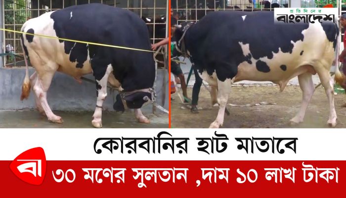 কোরবানির হাট মাতাবে ৩০ মণের সুলতান ,দাম ১০ লাখ টাকা 