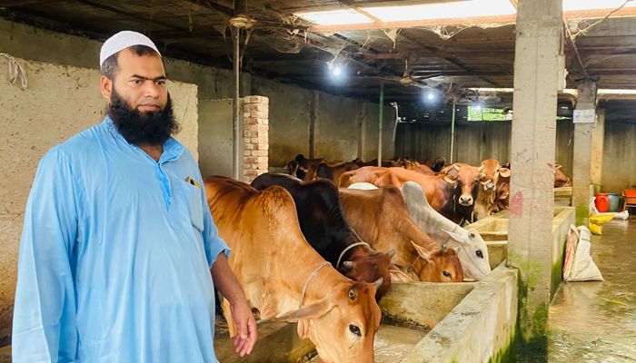 ইতালি যেতে ব্যর্থ, গরুর খামারে সফল নজরুল