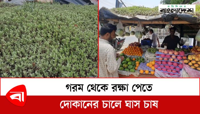  গরম থেকে রক্ষা পেতে দোকানের চালে ঘাস চাষ