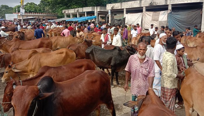 ভোলায় কোরবানির পশুর হাটে চড়া দাম, ক্রেতা কম