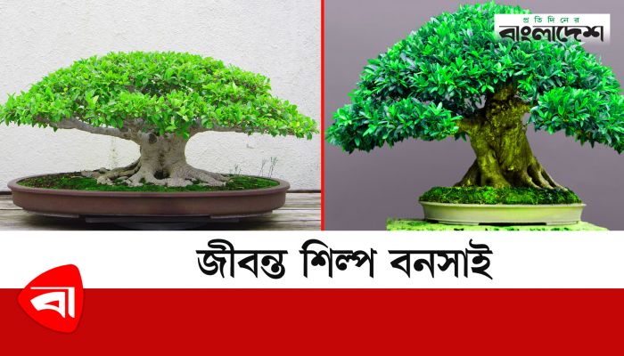 জীবন্ত শিল্প বনসাই  