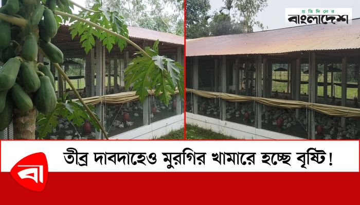  তীব্র দাবদাহেও মুরগির খামারে হচ্ছে বৃষ্টি!