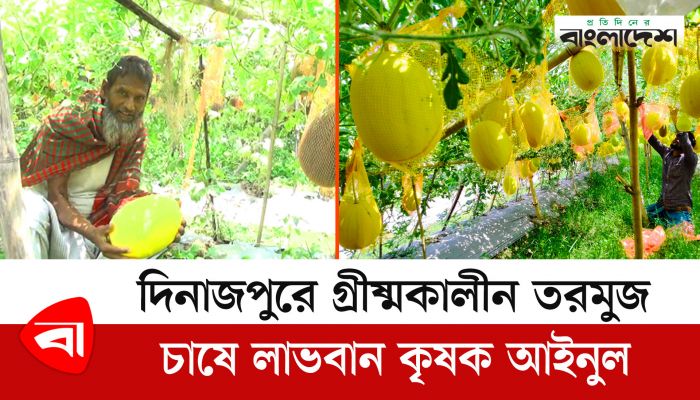 দিনাজপুরে গ্রীষ্মকালীন তরমুজ চাষে লাভবান কৃষক আইনুল