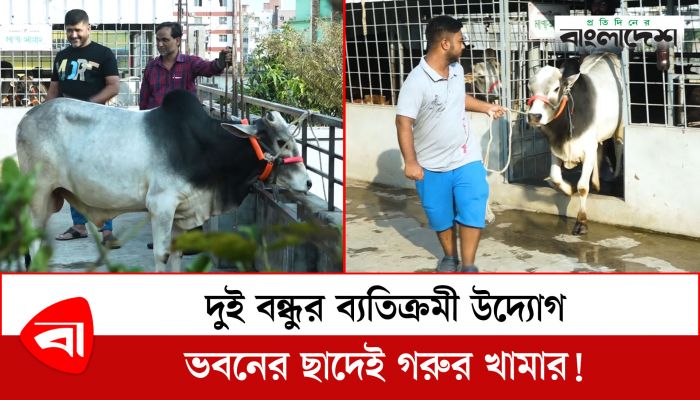 দুই বন্ধুর ব্যতিক্রমী উদ্যোগ, ভবনের ছাদেই গরুর খামার! 