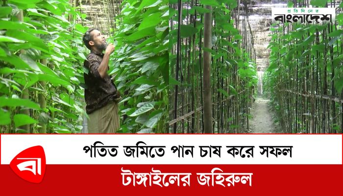  পতিত জমিতে পান চাষ করে সফল টাঙ্গাইলের জহিরুল