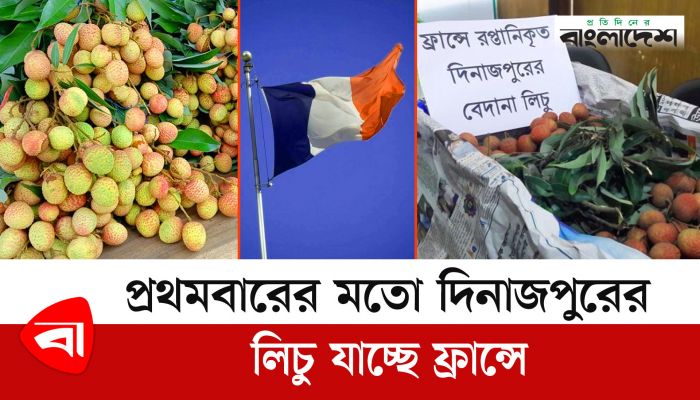 প্রথমবারের মতো দিনাজপুরের লিচু যাচ্ছে ফ্রান্সে 