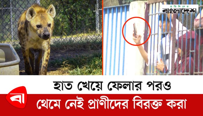 বাচ্চার হাত খেয়ে ফেলা হায়েনাকে দেখতে উপচে পড়া ভিড়! 