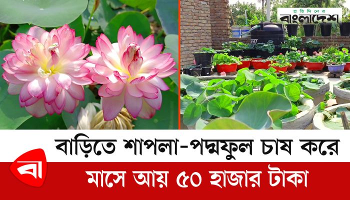 বাড়িতে শাপলা-পদ্মফুল চাষ করে মাসে আয় ৫০ হাজার টাকা
