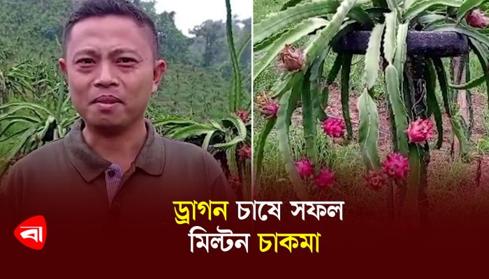 ড্রাগন চাষে সফল মিল্টন চাকমা 