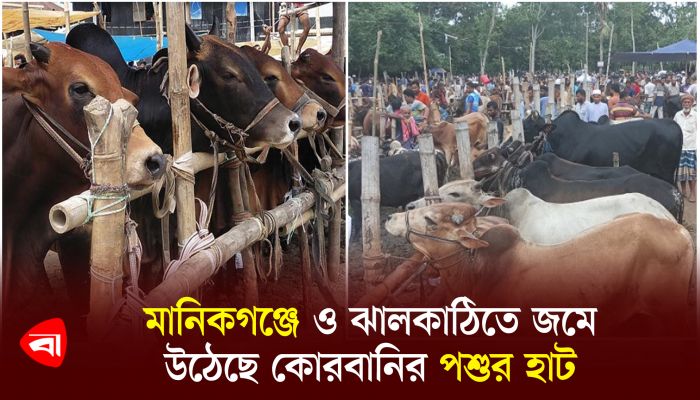 মানিকগঞ্জে ও ঝালকাঠিতে জমে উঠেছে কোরবানির পশুর হাট 